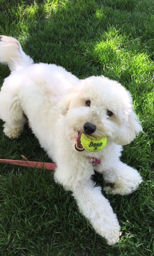 Bailey the Doodle